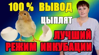 Режим инкубации для куриных яиц. 100% вывод цыплят.