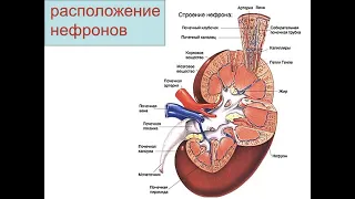 Физиология почек