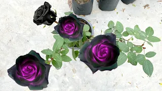 काला गुलाब गमले में कैसे उगाएँ / black rose, black rose variety in India / grow black rose in pot