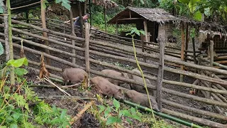 A lot of boars come to play with my female boar, Survival Instinct, Wilderness Alone (ep94)