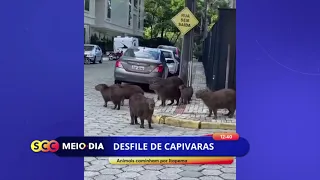 Família de capivaras caminham pelas ruas de Itapema