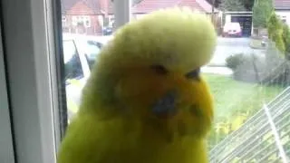 Charlie the talking Budgie