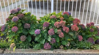 "Let's Dance, Blue Jangles" Hydrangea Macrophylla - October Update