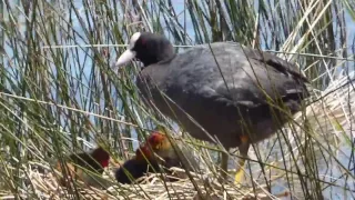 Galeirão-comum - Coot (Fulica atra)