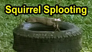 Squirrel "splooting" On Our Tire Swing - Odd Squirrel Behavior in Hot Weather