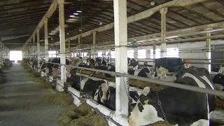Привязное содержание коров в фермерском хозяйстве "Деметра-2010"