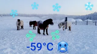 -60°C. 🥶 Рекордно низкая температура. Якутские лошади на морозе! Блог. Record low temperature. -60f