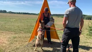 Belgian malinois protection work - Etuz iz Gratsiano - 15 months. Helper Andrey Shevchenko 🇺🇦