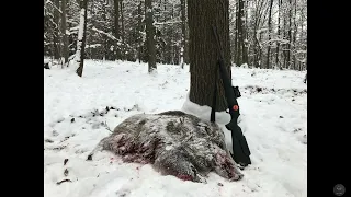 Wild Boar Driven Hunt in Snow with Blaser R8 & Aimpoint