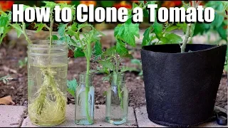 How to Clone a Tomato from a Cutting - Free Plants!🍅🌱