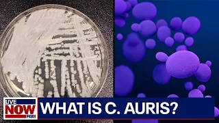 Candida auris: What you should know about the fungus spreading in U.S. hospitals | LiveNOW from FOX