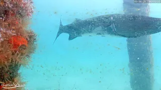 OOOhhhh... Barracuda (Onyx)