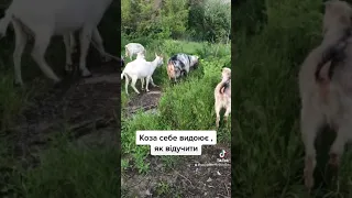 Коза себе видоює.