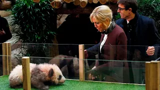 Panda cub growls and jumps at France’s first lady, Brigitte Macron