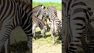 #zebra #wildlife zebra movie Hindi cartoon cartoon movie #shorts #shortsvideo #animals zebra zd421