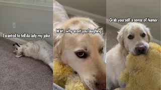 Golden Retriever Tells Cheesy Dad Joke