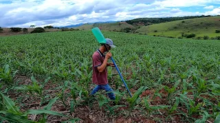 fazendo cobertura de uréia no milho plantado com a plantadeira Ag60