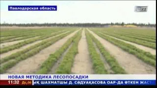 Новую методику лесопосадки разработали в Павлодарской области