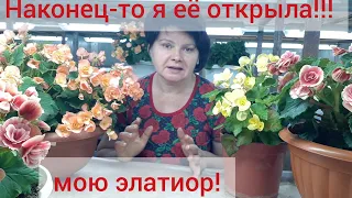 Бегонии ЭЛАТИОР.  Мои наблюдения и выводы!