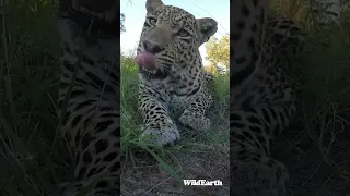 UP CLOSE AND PERSONAL! GET TO KNOW THIS LEOPARD