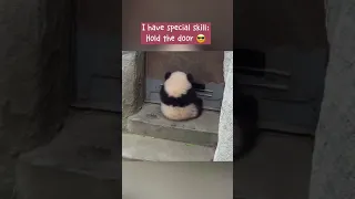 cute baby panda 😍🐶 #cute #foryou #petsoftiktok