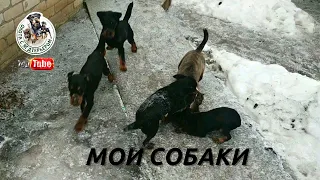 Охота с ягдтерьером. Мои собаки Ч.1