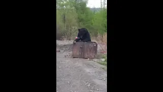 Медведь вышел к людям в Бодайбинском районе