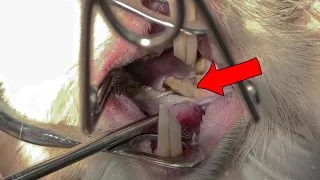 What Happens If You Don't Know This About Guinea Pig Teeth