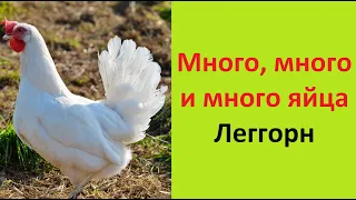 Куры Леггорн. Очки от расклёва .Выдёргивание пера  .Hens Leghorn. Pecking glasses. Feather pulling.