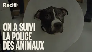 Sur le terrain avec la police des animaux (SPCA) | Animaux | Rad