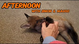 Afternoon 😊 #wildlife #fox #cuteanimals #cute #viral #vlog #mylife #fyp #fun