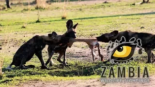 Wild dogs tear a small buck apart!