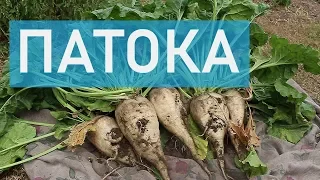 Как сделать патоку дома | Слишком тайный рецепт