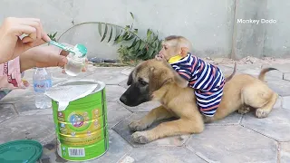 Very Obedient Puppy Allow Cici Ride On To Wait Mom Prepare Milk For Them