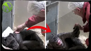 It Was A Moving Experience A Sick Chimp Of 59 Years Is Reunited With An Old Human Buddy