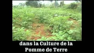 Potato growing in Congo