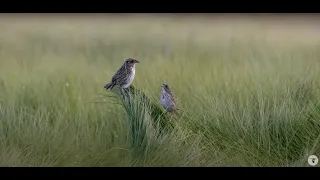 Protecting Birds Takes Partnership