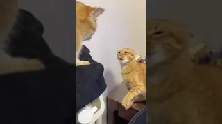 Angry Cat Slaps