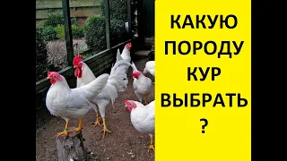 Какую породу кур выбрать? Леггорн. Русская белая. Яйценоскость. Куры несушки.