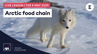 AXA #ArcticLive - Arctic food chain (AM)