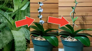 Размножение Орхидей. Стимуляция Деток Орхидей На Цветоносе. Как Это Делается!