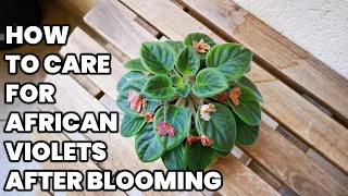 How to care for African Violets after blooming🌸 🌿