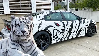 TURNING A HELLCAT INTO A TIGER | Free Hand Cut Your Own Designs