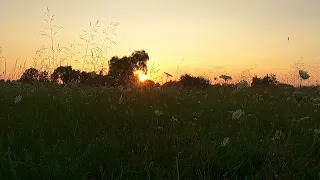 11 minutes just sound of nature for meditation garden of sunset