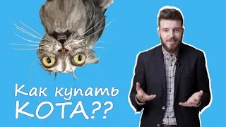 Как выбрать шампунь для кота