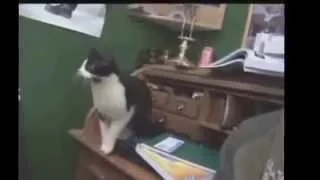 Смешные кошки 2015 Март - Funny cat videos 2015 March # 10