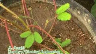 Mimosa pudica Reaction Against Flame