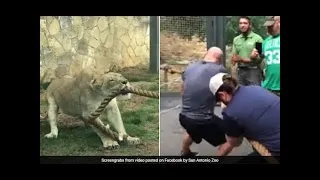 3 WWE Wrestlers Vs A Lion Cub: Can You Guess Who Won This Tug Of War?