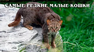 Самые Редкие Виды Диких Малых Кошек | Интересные факты про семейство кошачьих