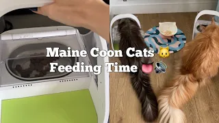 ✨ The Reality of Feeding Maine Coons ✨ How Much Do They Eat? What's their diet? 🤔#catfood #catasmr